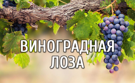 Виноградная лоза