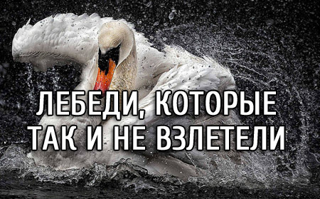 Лебеди, которые так и не взлетели