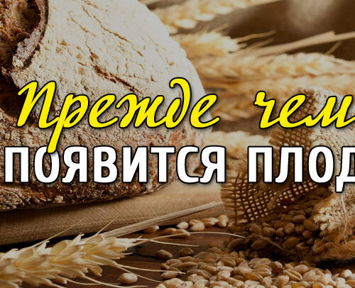 Прежде чем появится плод Прежде чем появится плод